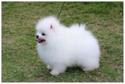 Gorgeous Pure Pomeranian Boy Pups.