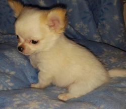 Outstanding Pemeranian pupy for sale