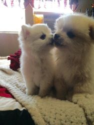 Pomeranian pups ready