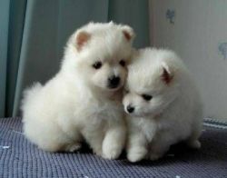Male and Female Pomeranian Puppies