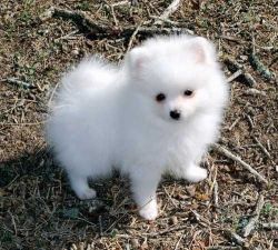 T cup pomeranian puppies for good homes