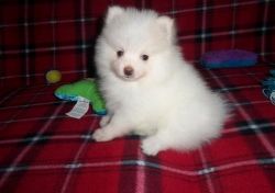 Pomeranian Puppies available for re-homing
