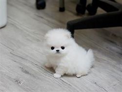 Precious Pomeranian Pups(xxx) xxx-xxx9