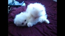 cute white poms available for new homes
