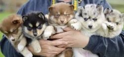 Pomsky Puppies Available (xxx) xxx-xxx8
