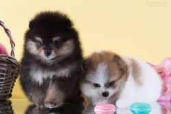 Beautiful Pomeranian puppies Available all white . Ready to go now.If
