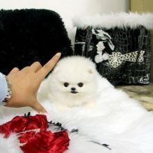 Afforable Teacup Baby Face Pomeranian Puppies Available