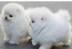 Small Tiny Teacup Pomeranian Puppies Available