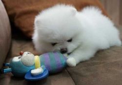 Toy Pomeranian Puppy
