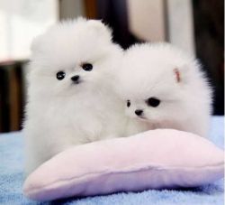 Beautiful Tiny Pomeranian Girls and boy For Sale.