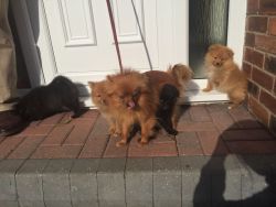 CUTE Pomeranian Puppies For Sale