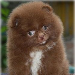 Xx Top Class Teddy Bear Pomeranian Choco Girl Xx