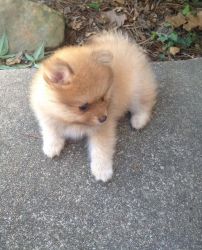 cute little Pomeranian Puppies For Sale