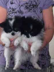 AKc Pomeranian Puppies now available for sale.
