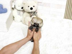 Affectionate BabyFace Pomeranian Puppy