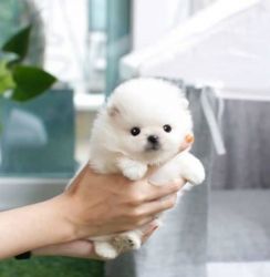 Cute Tiny Teacup Pomeranian Puppies