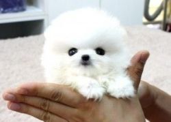Registered Pomeranian male puppy