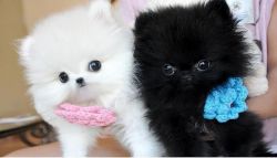 Male and Female teacup pomeranian puppies