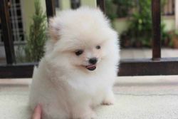 AKC Pomeranian Puppy - Tiny, Adorable