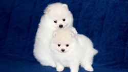 stunning Pomeranian pups needing good homes
