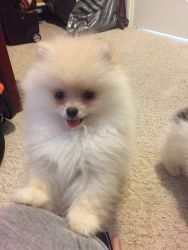 cute pomeranian puppies available