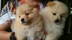 pomeranian puppies available