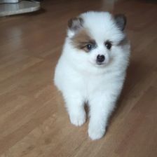 Pomeranian puppies ready now for homes