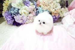 Affordable Teacup Pomeranian Puppies Available