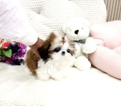 Teacup Pom,Shizuh and Yorkie Puppies Ready