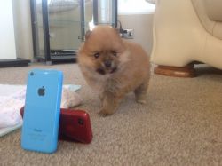 Great and sweet female Pomeranian puppy