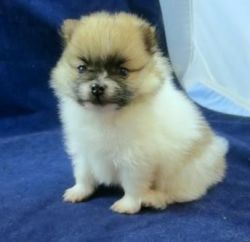 Noble male and female Pomeranian​ puppies