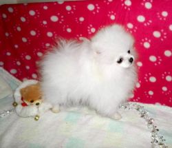 Outstanding White Pomeranian Girl