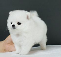 Cutest and healthy males are females poms