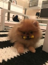 Stunning Pomeranian Boy For Sale