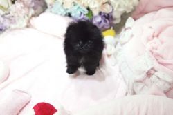 Adorable black micro tea cup pomeranian pup