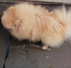 Kc Cream Pomeranian Female!!!