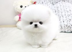 Lovely Pomeranian puppies for sale to good homes