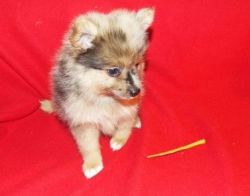 Merle Pomeranian are Rare and Exotic
