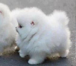 Little Paris Precious Pomeranian Puppies