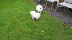 Adorable Male and Female Pomeranian puppies Ready to leave Now