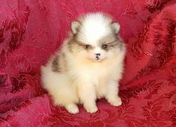 Pom puppies for sale