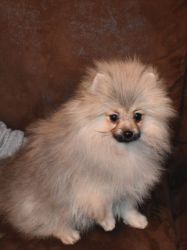 Cute And Fluffy Pomeranian for sale