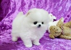 Cute Pups Pomerania X