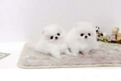 Pomeranian Puppy For Adoption PUPPY!! MALE AND FEMALE