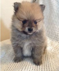 Amazing Female Pomeranian puppy for sale
