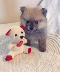 Great 9 weeks affectionate Female Pomeranian puppy for sale