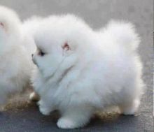 Beautiful pomeranian pups