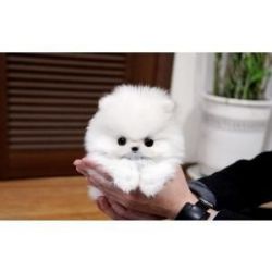 Outstanding Teacup Pomeranian Puppies for adoption