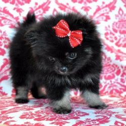 Teacup Pomeranian Princess