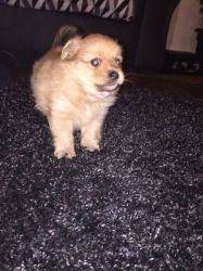 cute and nice pomerianian puppies for sale